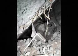 Gaza, cane sotto le macerie dopo raid Idf estratto vivo dai soccorritori grazie a mugolio, il VIDEO del fotografo Nooh Al-Shaghnobi