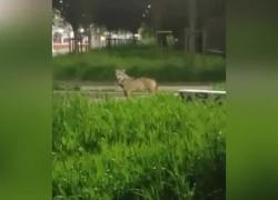 Milano, lupo avvistato nei pressi di Piazza Abbiategrasso, è il terzo in un mese, colonnello Ricci: “Niente panico, hanno paura dell’uomo” - VIDEO