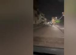 Trentino, orsi in strada durante la festa di paese a Malé, il consigliere Cia: "Fuori dal loro habitat sono molto pericolosi" - VIDEO