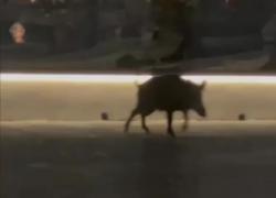 Portofino, cinghiale scorrazza tra i tavoli di un ristorante: panico tra i presenti. VIDEO