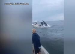 New Hampshire, balena salta improvvisamente su una barca e la ribalta, due pescatori volano in acqua dopo l'urto - VIDEO
