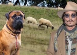 Uk, cane bullmastiff di Johnny Depp Sbrana 2 pecore in fattoria dell’East Sussex, azzannati e uccisi gli ovini dopo essersi liberato da guinzaglio - VIDEO