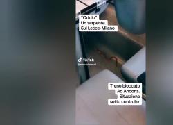 Serpente del grano sul Frecciarossa di Trenitalia diretto a Milano, treno fermato ad Ancona per far evacuare i passeggeri: "Rettile fuggito da un bagaglio" - VIDEO