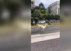 Lama in corso Italia a Genova, è scappato dal circo Orfei. L'avvistamento incredibile - VIDEO