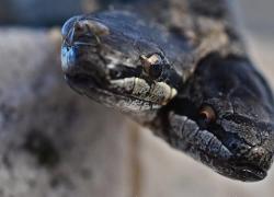 Serpente a due teste trovato in valle Scrivia (Genova), il VIDEO della sua seconda apparizione in 15 anni