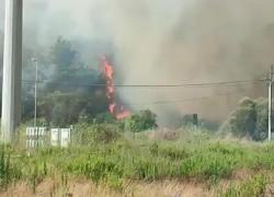 Brucia il Salento, pineta di Ugento in fiamme, bagnanti e turisti in fuga, Prefettura di Lecce: "Ipotesi incendio doloso" - VIDEO