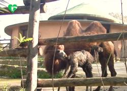 Bioparco Roma, nato un cucciolo di cammello della Battriana, si chiama Frozy e ha le narici chiudibili ermeticamente per proteggersi dalla sabbia - VIDEO