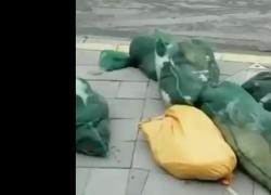 Lockdown Shanghai, gatti nei sacchi per essere abbattuti: il VIDEO 
