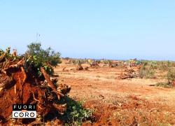 Xylella, il servizio di Angela Camuso: "Nessuna emergenza, abbattuti alberi secolari per far fronte al business dell'agroenergia" - VIDEO