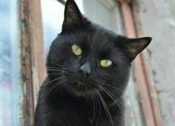 Sacrifici di gatti neri ad Halloween: rituale ancora attivo in Italia. Sospese le adozioni 