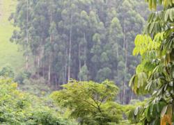 Ue, stop alle importazioni di prodotti derivanti dalla deforestazione