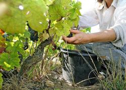 Abaco apre sede a Roma e assume nuovi esperti digitali: innovazione continua per sviluppo dell'agricoltura