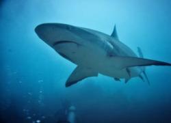 Australia, squalo toro di oltre 3m attacca due bagnanti 20enni a largo di Kylies Beach: morta donna, uomo gravemente ferito