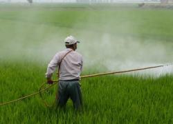 Pesticidi bannati in Ue ma venduti in Stati a medio-basso reddito: export raddoppiato in 7 anni, Greenpeace: "Causano danni cerebrali e infertilità"
