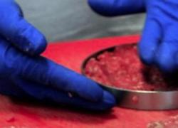 Senato approva Ddl contro il cibo sintetico: no a import, produzione e vendita, sì a ricerca. Caner: “Rischio allergie e tumori”