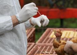 Aviaria killer, evoluzione del virus o prodotto dell’ingegneria genetica? I dubbi degli epidemiologi sulla sua aggressività e maggiore trasmissibilità