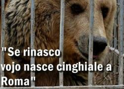 Jj4, i meme che girano sul web sull'orsa che Fugatti vorrebbe abbattere in Trentino