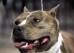 Vercelli, bimbo di 5 mesi muore sbranato dal pitbull di famiglia, era in braccio alla nonna nel giardino di casa