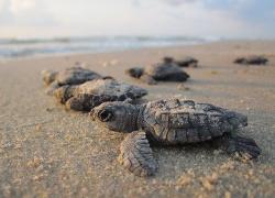 Salento: tartaruga marina depone uova tra ombrelloni