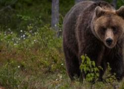 Orsi in Trentino, piano per trasferimento di massa e spray per la sicurezza. Tosi (FI): "Serviva la tragedia per capirlo?"
