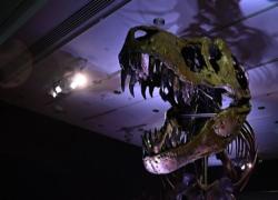 Estinzione Dinosauri causata dallo schianto di 2 asteroidi e da uno tsunami alto 800 metri "che attraversò l'oceano Atlantico"