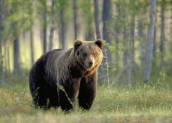 Lecce nei Marsi, orso a caccia di cibo finisce in un accampamento di scout, il direttore del Parco: "Guide irresponsabili"
