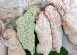 Cucciolo di Labrador nato VERDE: si chiama Pistacchio. Ecco perchè ha quel colore