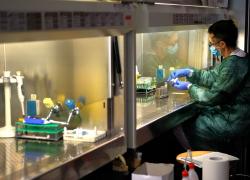 Coronavirus, identificati anticorpi legati a bassa mortalità
