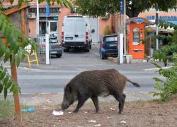 Cinghiali a Roma, la notizia arriva sul New York Times: "Colpa dei rifiuti che si trovano in città"