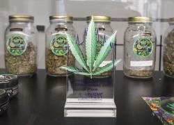 Cannabis light, Cdb inserito in elenco sostanze stupefacenti: è ufficiale