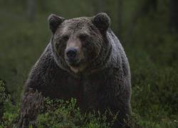 Trentino, l'appello del fungaiolo che ha incontrato l'orso: “Non mi ha aggredito, voleva solo difendersi non uccidetelo”