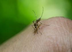 Virus Dengue, allerta anche in Italia dopo esplosione di casi in Brasile e Argentina: arriva il vaccino, ma "controlli su navi e aerei da Sud America"