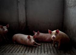 Peste suina africana, sale l'allarme: i rischi sull'uomo e i comuni interessati in Italia