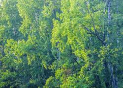 Snam e Cdp, Arbolia: al via primo bosco urbano a Parma e accordo con il Comune di Treviso

