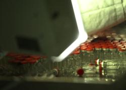 Covid: il vaccino Sputnik è efficace al 91,6%