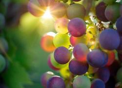 UniCredit e Banfi: insieme per sostenere la filiera produttiva vitivinicola