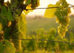 Etichette sul vino, controversia insensata e disinformazione dilagante