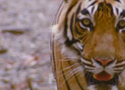 Danimarca, zoo di Aalborg chiede animali domestici "non desiderati" per sfamare i predatori: "Saranno alimento per i leoni, coccodrilli e tigri"
