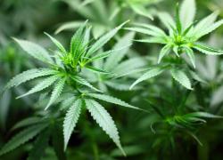 Brasile, fumare canne non è più reato, Corte suprema stabilisce in 40 g limite per consumo personale di cannabis