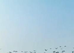Cina: uccelli migratori si riproducono nel Ningxia