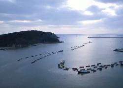 Cina: un'occhiata ravvicinata all'allevamento ittico di Rongcheng