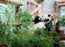 Cina-Russia: panda giganti testimoniano solida amicizia