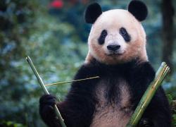Cina: ritorna panda Xiang Xiang nata in Giappone e incontra pubblico