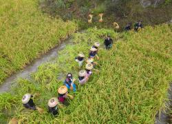 Cina: Guizhou, raccolta di riso glutinoso a Congjiang (2)