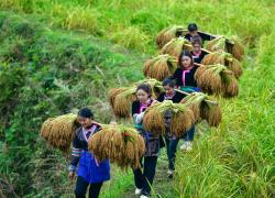 Cina: Guizhou, raccolta di riso glutinoso a Congjiang (1)