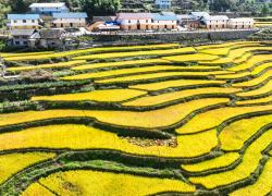 Cina: prosegue raccolto autunnale (2)