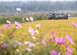 Cina: prosegue raccolto autunnale (1)