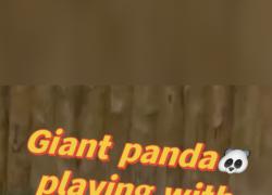 Cina: panda gigante gioca con una ciotola di latte