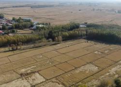 Cina: registrerà maggiore produzione di cereali autunnali nel 2023
Buon equilibrio di luce solare, temperatura, irrigazione favorisce aumento produzione cerealicola