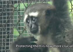 Cina: festeggiamenti per primo gibbone nato nello Zoo di Guangzhou